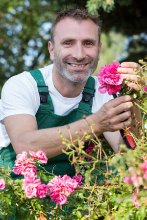 portrait of gardener dead-heading rosesの写真素材