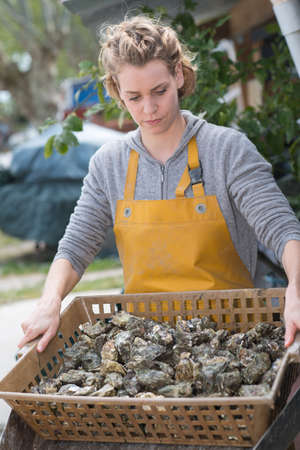 oyster farmer holding basket full of fresh oystersの写真素材