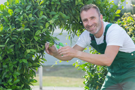 happy handsome gardener man is cutting the bushes with scissors