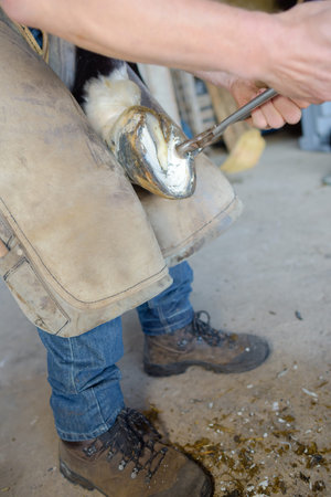 a man farrier cleaning horses hoof