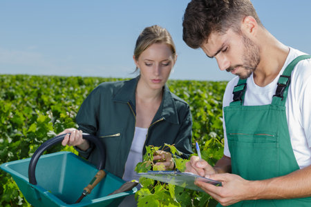 harvester couple working in vineyardの写真素材