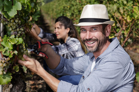 man and woman harvesting grapes by hand