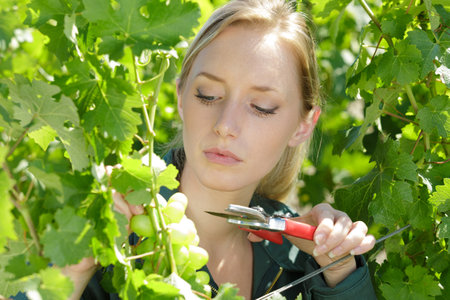 close up of a woman cutting tree budsの写真素材