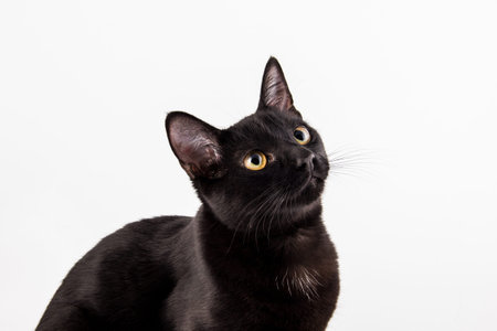 Black cat isolated