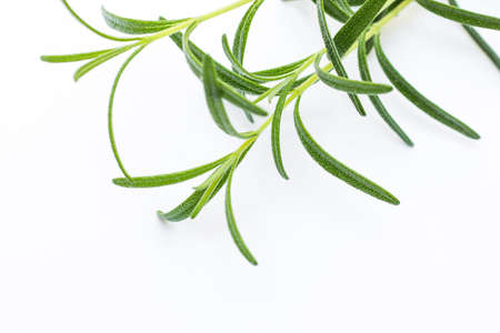 Closeup fresh rosemary aromatic herb on white backgroundの写真素材