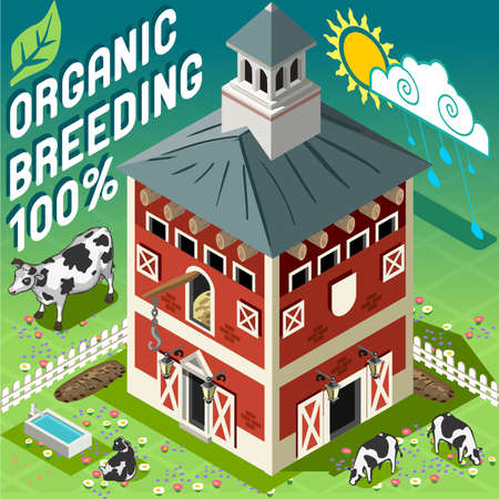 Isometric High Quality Breeding 100 Organic. American Traditional Old Cowshed Barn 3d Infographic Icon Vector Set. Rural Farm With Cows.のイラスト素材