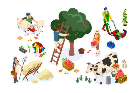Men on happy farm work smiling on harvest and working on seasonal farms of apples. Happy agriculture of autumn fruits, people with garden fruits, agricultural season. Harvest flat vector illustration.のイラスト素材