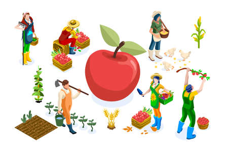 Men on happy farm work smiling on harvest and working on seasonal farms of apples. Happy agriculture of autumn fruits, people with garden fruits, agricultural season. Harvest flat vector illustration.のイラスト素材