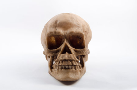 Resin skull on white background
