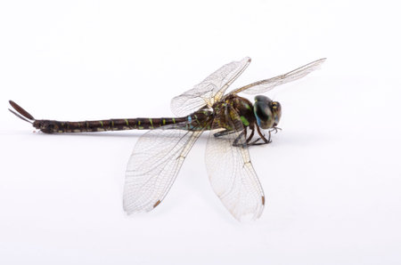 Dragonfly isolated on white background