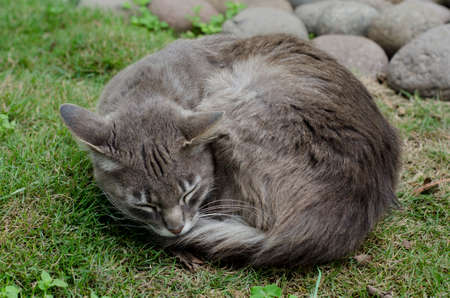 Portrait of a gray cat sleeping on the grassの写真素材