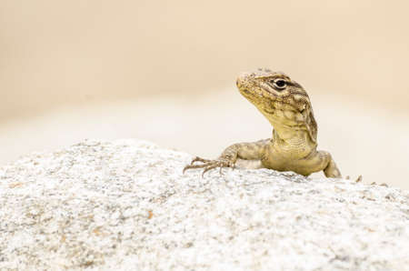 Close-up of a brown lizard basking on a stoneの写真素材