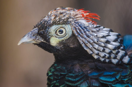 Beautiful lady amherst's pheasant portrait. Lady amherst's pheasant with coloring feathers