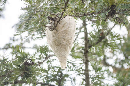 Big wasp nest hanging on a tree branchの写真素材