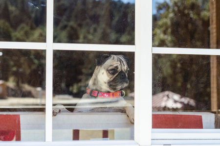 Cute Pug puppy dog looking out a window