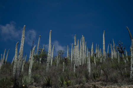 Cactus in organ pipe with blue sky. Puebla,Mexicoの写真素材