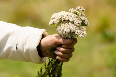 Hand of a woman holds a bouquet of little white flowersの写真素材