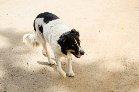 Stray black and white dog alert at a street in Mexico