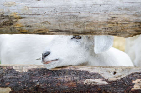 White goat kid. A baby white goat in the small farm. White goat in a meadow of a goat farmの写真素材
