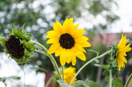 Sunflowers with pollen and bright yellow leaves.The garden of sunflower with pollen and bright...