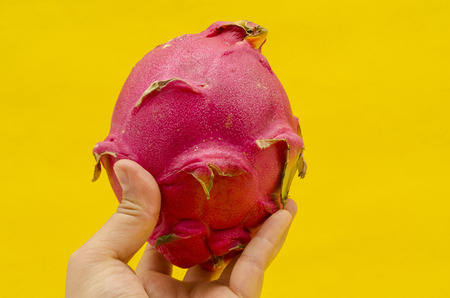 Hand holding a dragon fruit (Pitaya, Pitahaya) against yellow backgroundの写真素材
