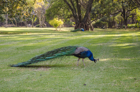 Indian wild peacock (Pavo cristatus). Portrait of a beautiful peacock at the gardenの写真素材