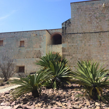 OAXACA, OAXACA, MEXICO- APRIL 6, 2016: Maguey plants at the garden in a sunny day at Temple of Santo Domingo de Guzm?n in Oaxaca cityのeditorial素材