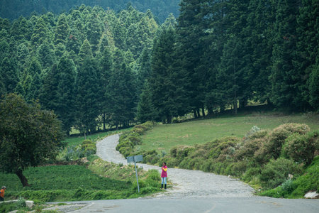 EL CONEJO, PEROTE, VERACRUZ, MEXICO- JULY 14, 2019: Forest landscape with pine trees and kids playing at a cloudy day. Nature environment, branches and treesのeditorial素材