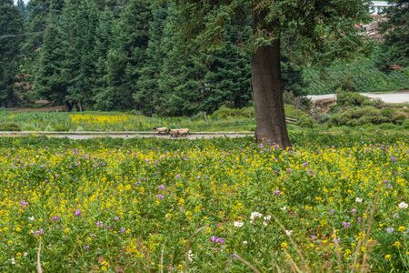 Forest landscape with pine trees, yellow and purple flowers and sheep. El Conejo, Perote, Veracruz, Mexicoの写真素材