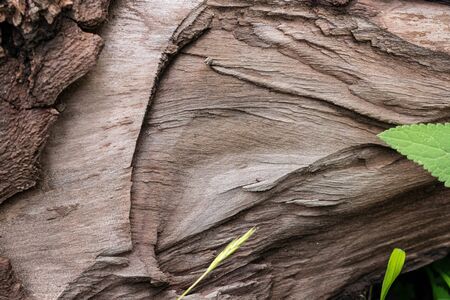Wooden Texture Background. Shot Of A Textured Background. Tree texture.の写真素材