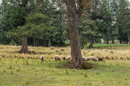 Forest landscape with pine trees and sheep grazing in a cloudy dayの写真素材
