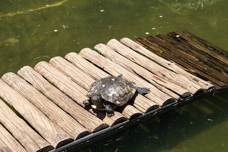 Red-eared Slider (Trachemys scripta elegans) Common slider Turtle wild animal resting in a sunny dayの写真素材
