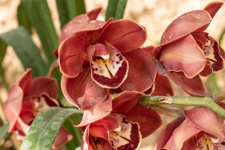 Purple orchids with blurred background. Purple orchids on the stalkの写真素材