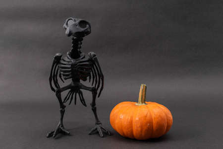 Raven skeleton and little orange pumpkin on black background. Halloween decorationの写真素材