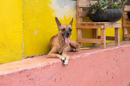 Portrait of a beautiful dog resting outside of a house in Tlacotalpan, Veracruz, Mexicoの写真素材