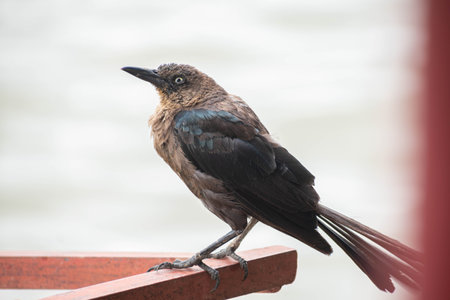 Close up portrait of a young rook perching on a fence at the riverの写真素材