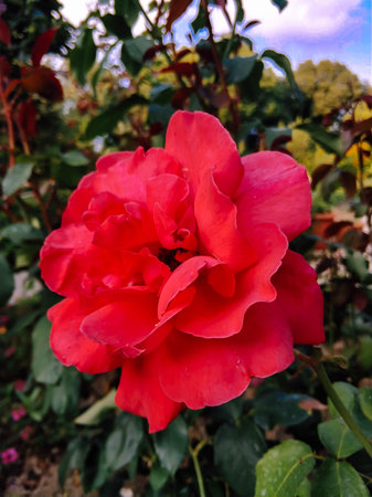 B for Bougainvillea. A pink bougainvillea from a sunny seaside.