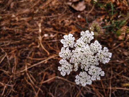 B for Bougainvillea. A pink bougainvillea from a sunny seaside.の写真素材