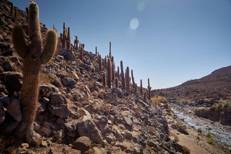 Cactus and Guatin Canyon. Atacama, Antofagasta.の写真素材