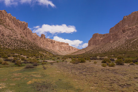 Aerial shot of Yamas at Mallcu Garden- South of Bolivia.