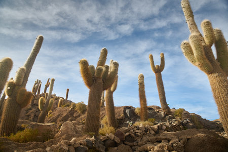 Captus and the Uyuni salar desert. South of Bolivia.