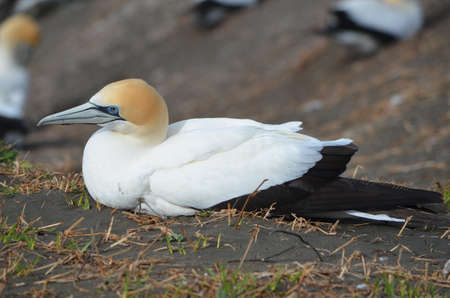Gannet restingの写真素材