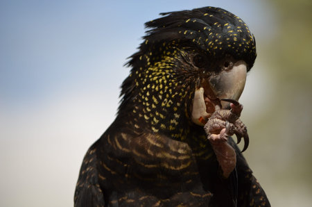 Black cockatoo eating