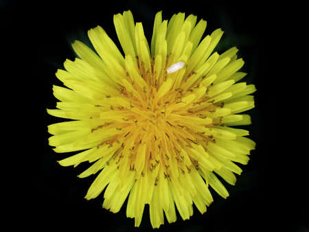 Dandelion flower on dark backgroundの写真素材