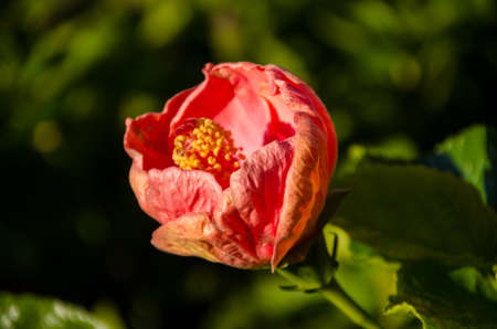 Orange Hibiscusの写真素材