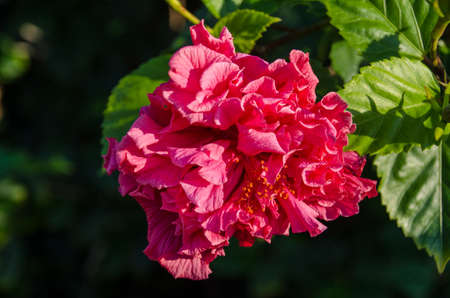 Pink Hibiscusの写真素材