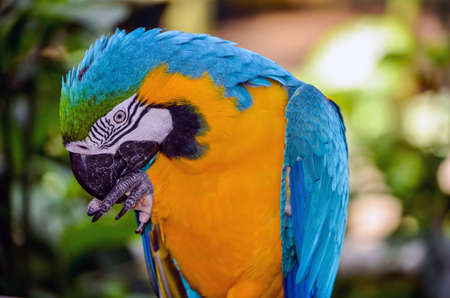 A Macaw Eatingの写真素材