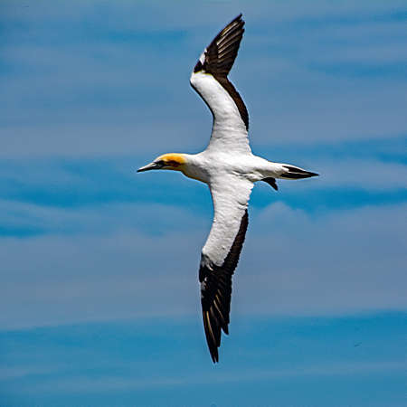 Gannet in Flightの写真素材