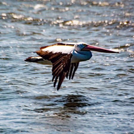 Pelican in flightの写真素材