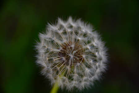 Dandelion close upの写真素材